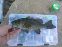 20190506Smallie2.jpg