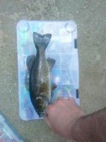 20190506Smallie3.jpg