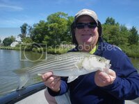 20148Striper_zpsba70ef07.jpg 20148Striper_zpsba70ef07.jpg