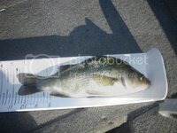 20148perch_zpsfd441f95.jpg 20148perch_zpsfd441f95.jpg