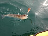 23105738ag.jpg 23105738ag.jpg