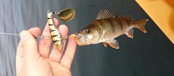 25677690pu.jpg 25677690pu.jpg