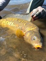 blog-Aug-19-2019-7-mirror-carp.jpg blog-Aug-19-2019-7-mirror-carp.jpg