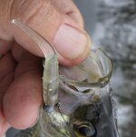 straight thin tail crappie.JPG straight thin tail crappie.JPG