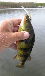 clear stick perch.JPG clear stick perch.JPG