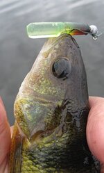 club tail perch cu.JPG club tail perch cu.JPG