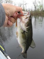 taper tail worm 2lb bass.JPG taper tail worm 2lb bass.JPG