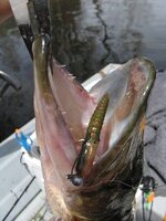 IMG_0507.JPG IMG_0507.JPG