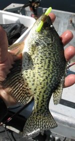 IMG_0259.JPG IMG_0259.JPG