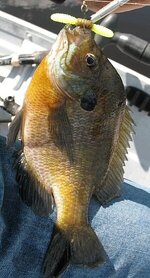 IMG_0258.JPG IMG_0258.JPG