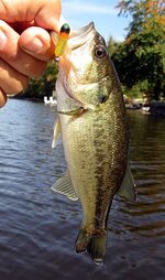 bass fat pill.jpg bass fat pill.jpg