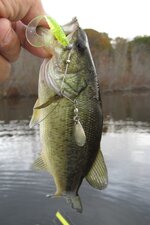 bass B spin.jpg bass B spin.jpg