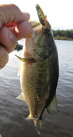 IMG_0690.JPG IMG_0690.JPG