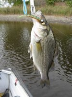 IMG_0709.JPG IMG_0709.JPG