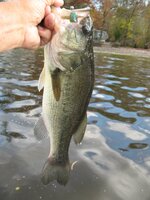 frog trailer large bass.JPG frog trailer large bass.JPG