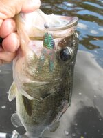 frog trailer bass.JPG frog trailer bass.JPG
