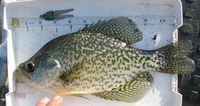 IMG_0486.JPG IMG_0486.JPG