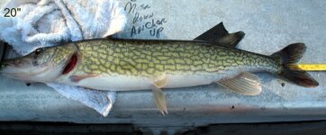 20 inch pick.JPG 20 inch pick.JPG
