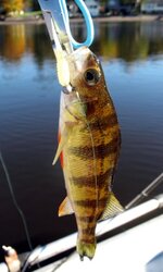 wh spike tail yp.JPG wh spike tail yp.JPG