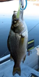 spike tail wp.JPG spike tail wp.JPG