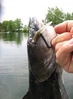 cat fish on cone tail.jpg cat fish on cone tail.jpg