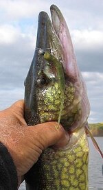 4 inch and large pickerel.jpg 4 inch and large pickerel.jpg