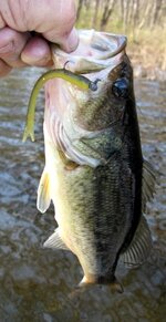 6 inch Softie Worm on light jig_bass.jpg (44.49KiB) 6 inch Softie Worm on light jig_bass.jpg (44.49KiB)