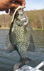 Kut Tail crappie.jpg (26.71KiB) Kut Tail crappie.jpg (26.71KiB)