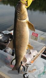 white sucker OL on magnet.jpg white sucker OL on magnet.jpg