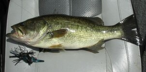 3 lb OL bass west side of Casina Pt.jpg 3 lb OL bass west side of Casina Pt.jpg