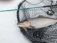trout.jpg