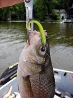 RUNCL swimbait regular size.jpg RUNCL swimbait regular size.jpg