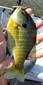 sunfish on slugo 10 2 2025.jpg sunfish on slugo 10 2 2025.jpg