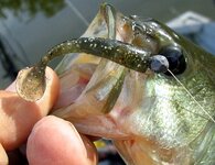 bass on cut down sasy shad 10 2 2025.jpg bass on cut down sasy shad 10 2 2025.jpg