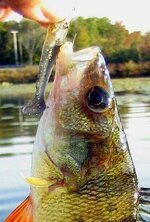 decent yp on cut down sassy shad 10 2 2025.jpg decent yp on cut down sassy shad 10 2 2025.jpg
