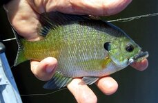 sunnie on cut down sassy shad.JPG sunnie on cut down sassy shad.JPG
