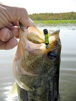 3 lb bass Oct 2 2025 on chart black tip tube pill.jpg 3 lb bass Oct 2 2025 on chart black tip tube pill.jpg