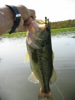 3 lb bass on west side of Casino 10 2 2025.JPG 3 lb bass on west side of Casino 10 2 2025.JPG