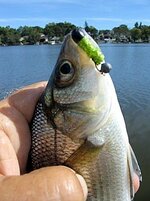 white perch on tube pill 10 2 2025.jpg white perch on tube pill 10 2 2025.jpg