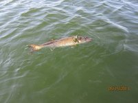 IMG_0663.jpg