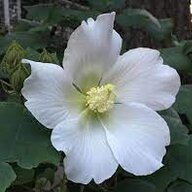Mayflower