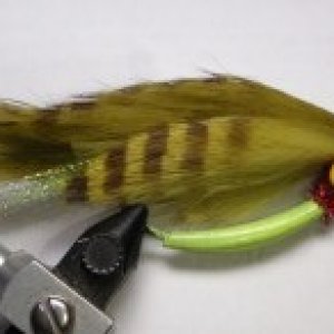 Olive Baitfish.jpg